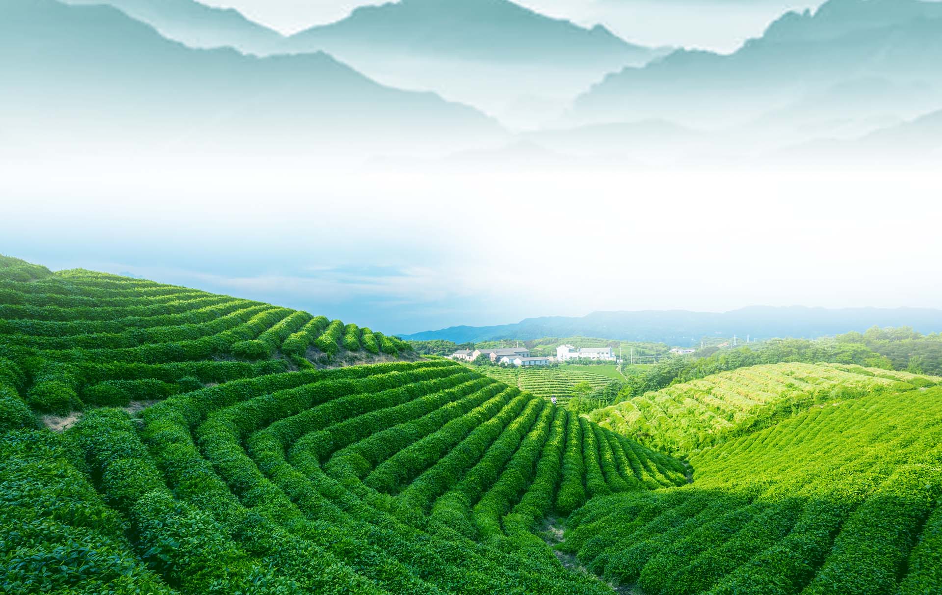 八杯香茶叶官网・主张实实在在做好茶