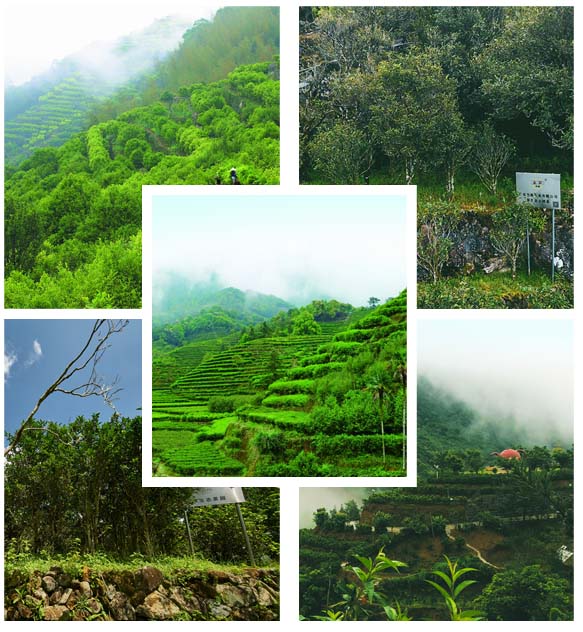 八杯香茶叶茶园基地茶山 八杯香茶叶茶园基地茶山